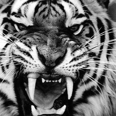 Салман Темурзиев, 02.07.1993, Санкт-Петербург