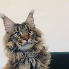 Наталия Глинская, Москва