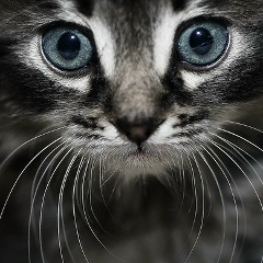 Oks Vishna, 11.11, Набережные Челны