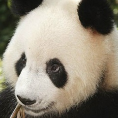 Богдан Арнаутов, 18.06, Атырау