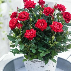 Сания Маратова, 18.07, Москва