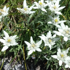 Мари Тот, Санкт-Петербург