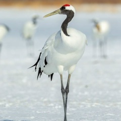 Евгений Курлыкин, Санкт-Петербург