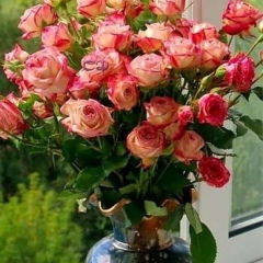 Нигара Хашимова, 23.12, Алматы