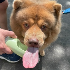 Pedro Humberto, 17.05.1990, Manaus