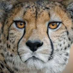 Vasto Lorde, 26.08.1998, Черновцы