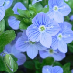 Вероника Бышенко