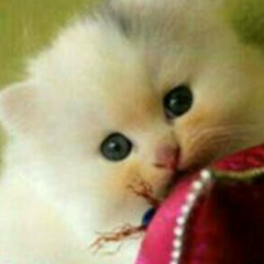 Олег Шевченко