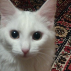 Алексей Дронов, 02.06, Подольск