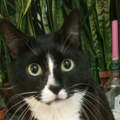 Константин Плотников, 27.07.1986, Москва