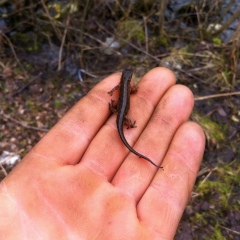 Денис Игоревич, 04.11.1985, Санкт-Петербург