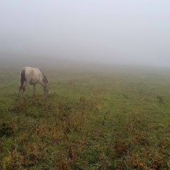 Гриша Косенко, 03.01, Ереван
