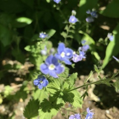 Надежда Надеждина, 31.12, Санкт-Петербург