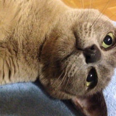 Mariam Kudaeva, 17.10, Praha