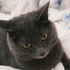 Адема Жексенбинова, 11.03