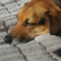 Аржаана Тойбу-Хаа, Москва