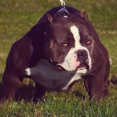 Расул Абдуллоев, 20.05.2002, Челябинск