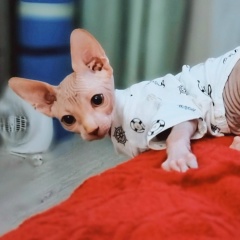 Игорь Долматов, Красная Поляна