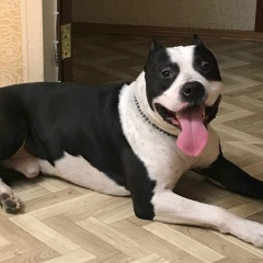 Ятимов Джегернаут, 15.07.2000