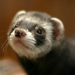 Hikaru Tomoe, 16.04.1989