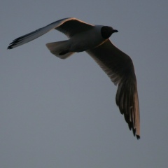 Диана Тябина, 27.11