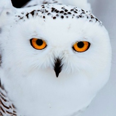 Светлана Игнатьева, 08.02, Омск