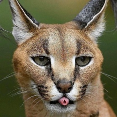 Анастасия Меркулова, 28.12.1991, Липецк