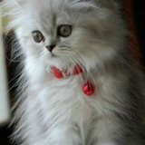 Милашка Мамаева, Москва