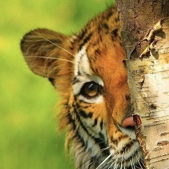 Дмитрий Шанин, Орёл