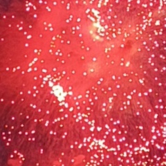 Алена Яковлева