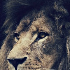 Sarvar Begmetov, 10.02.1993, Сайрам