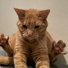 Булочка Корицой, 01.06, Лобня