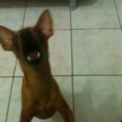 Vinicius Luiz, 31.07.1991