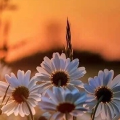 Дарья Кольцова