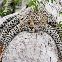 Леська Кашинская, 11.10, Москва