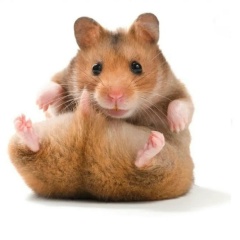 Маргарита Сабо, 28.08, Санкт-Петербург