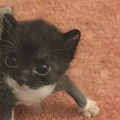 Лиса Штрейман, 21.05.2010, Артем