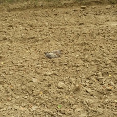 Дима Павлов, 14.06.1981, Чортков