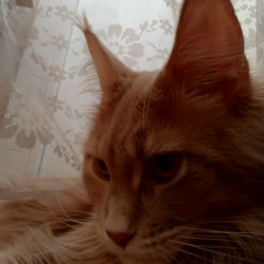 Аника Андреева, 20.03