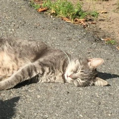 Цзыюй Ван, 10.12.1996