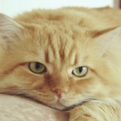 Анна Березина, Москва