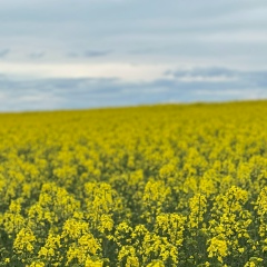 Assel Shingissova, 16.07, Алматы