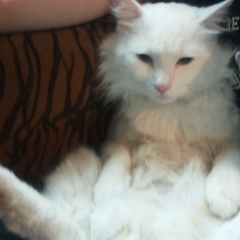 Владислав Чумачаков, Владивосток