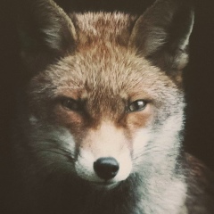 Bauyrzhan Abu, 09.03.1995, Алматы