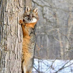 Анна Королёва, 21.12.1981, Санкт-Петербург