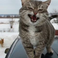 Антон Мартынов, 06.09.1988, Москва