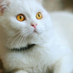 Денис Францужан, Григориополь