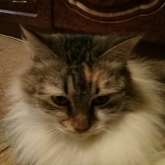 Хабиба Ахмедова, 26.03, Балашиха