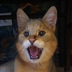 Татьянка Каменская, 09.04, Рыбинск