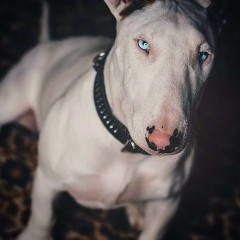 Rafael Turko, 05.05.1992